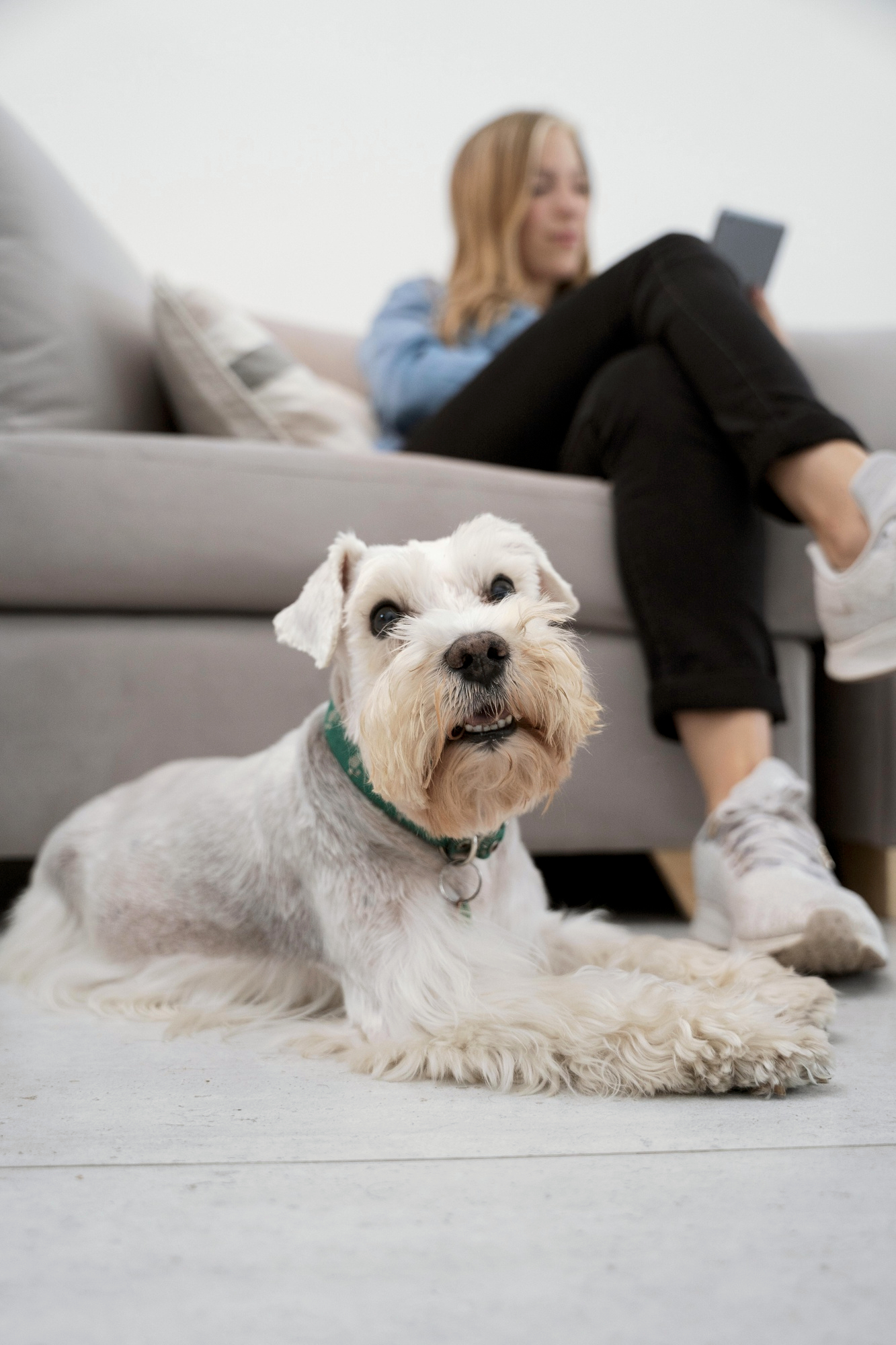 dog with owner indoors