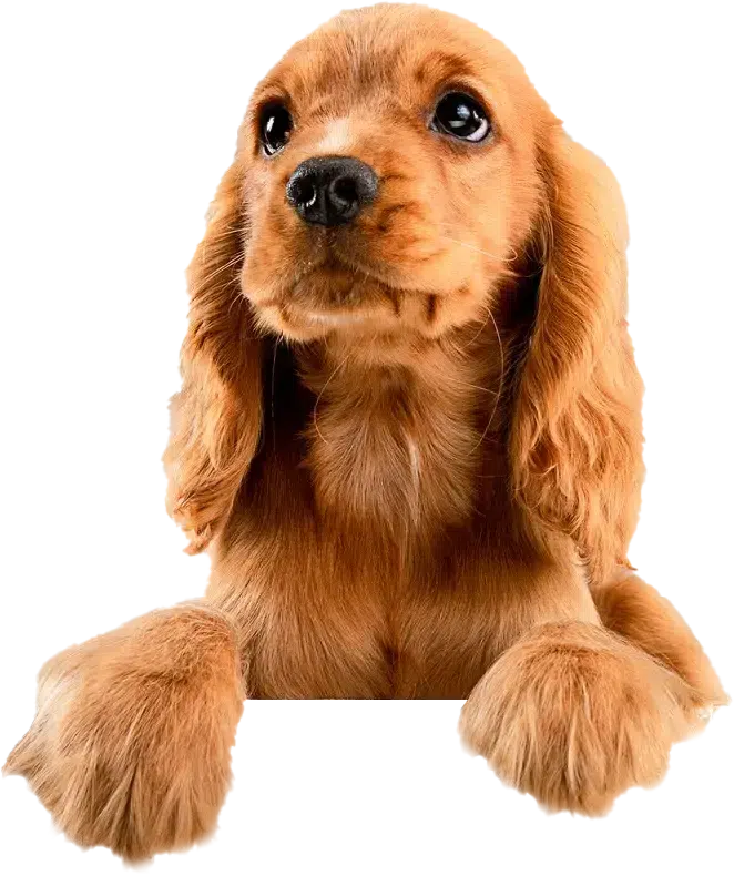Cocker Spaniel watching
