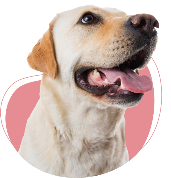 Friendly Labrador Dog Looking Up
