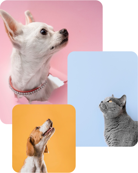 Dogs and cat collage image