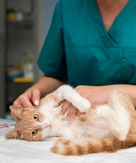 Vet examining a cat's abdomen