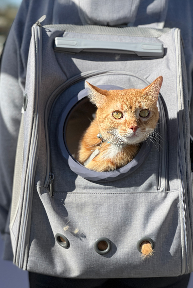 A tabby ginger cat in a backpack