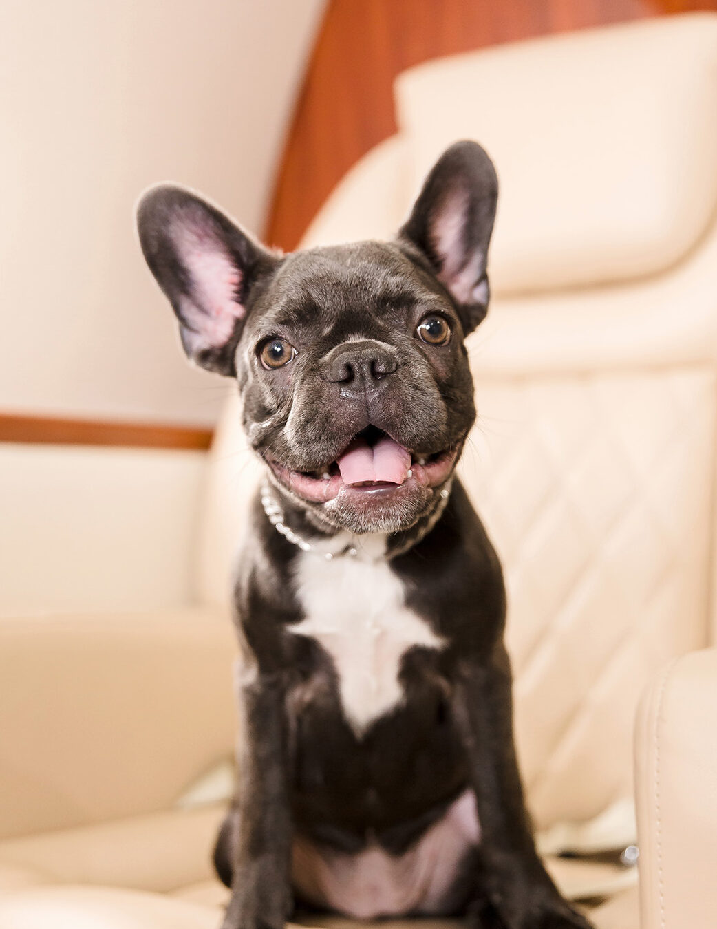 Small dog french bulldog
