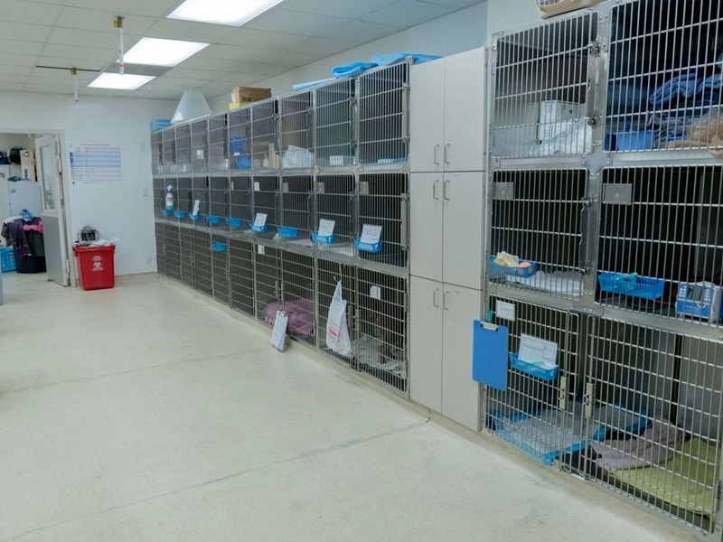 Pet cages in a veterinary