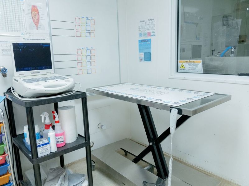 Examination table in a clean veterinary room