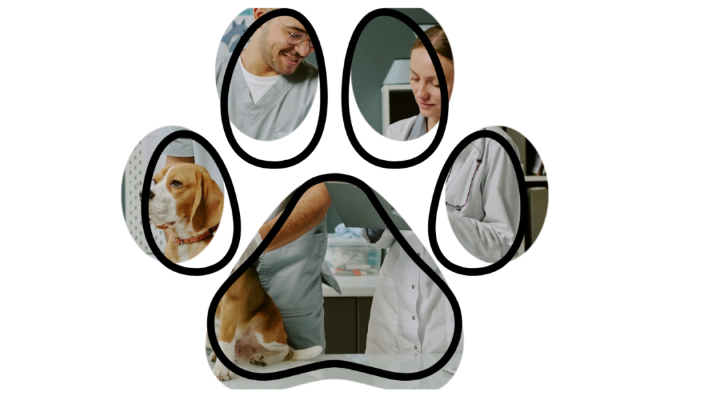 dog wellness care with a vet near me in Fort Lauderdale