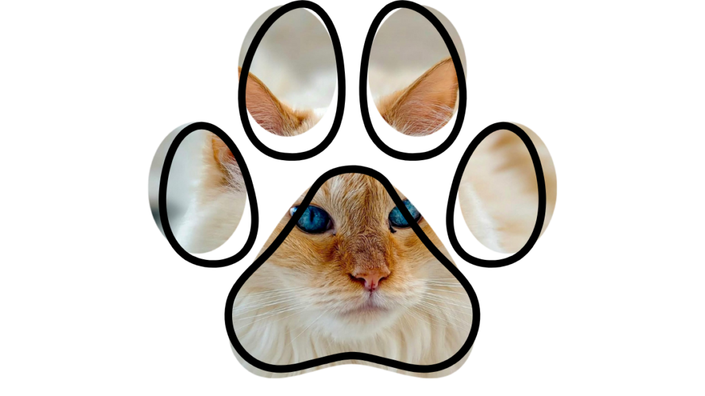 Animal Hospital of Fort Lauderdale vet near me