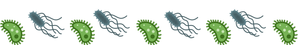 Cat wellness exam for parasite prevention at Animal Hospital of Fort Lauderdale in Ft Lauderdale