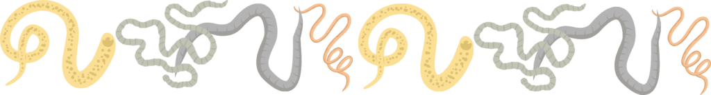 Veterinarian checking dog for fleas and ticks at Animal Hospital of Fort Lauderdale in Ft Lauderdale