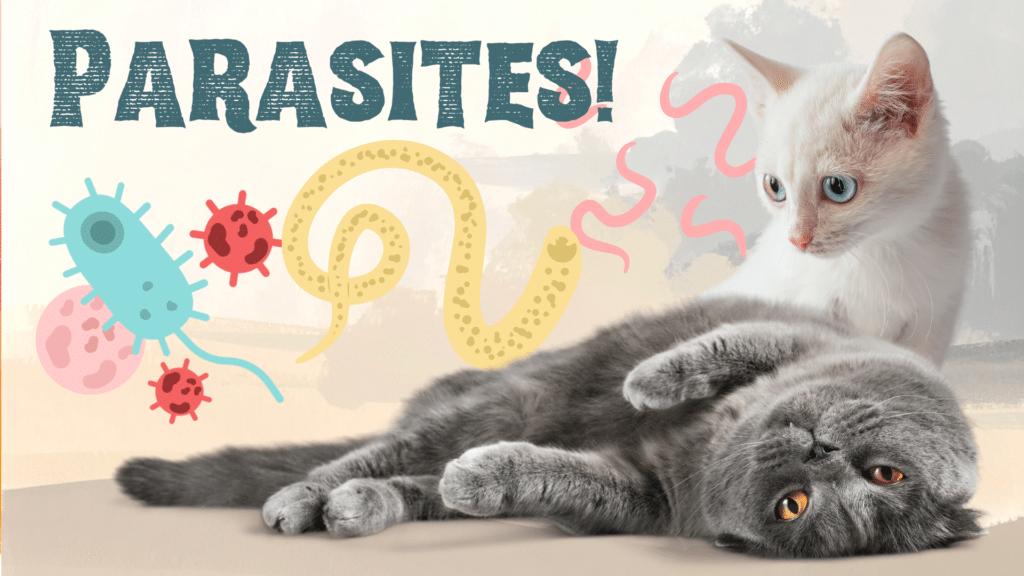 Dog receiving parasite check at Animal Hospital of Fort Lauderdale in Ft Lauderdale for parasite prevention care