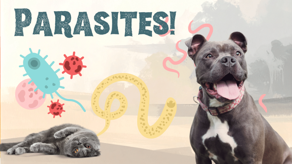 Dogs and cat surrounded by parasites in Fort Lauderdale, FL
