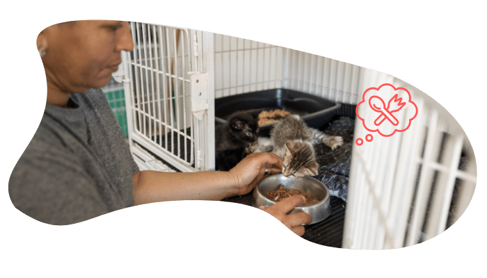 Shelter pet wellness exam at Animal Hospital of Fort Lauderdale in Fort Lauderdale