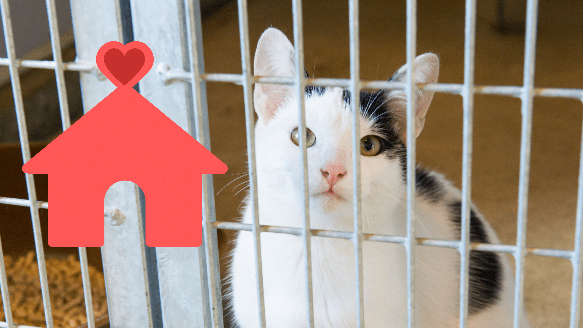 Shelter pet adoption consultation at Animal Hospital of Fort Lauderdale in Fort Lauderdale