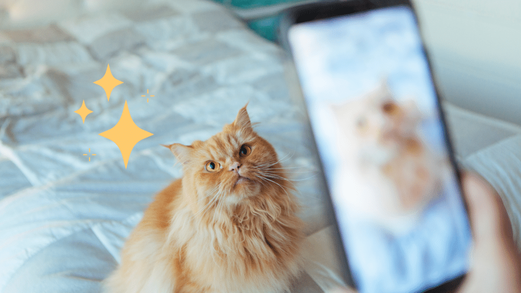 Taking pet photo of a orange cat with a phone in Fort Lauderdale, FL