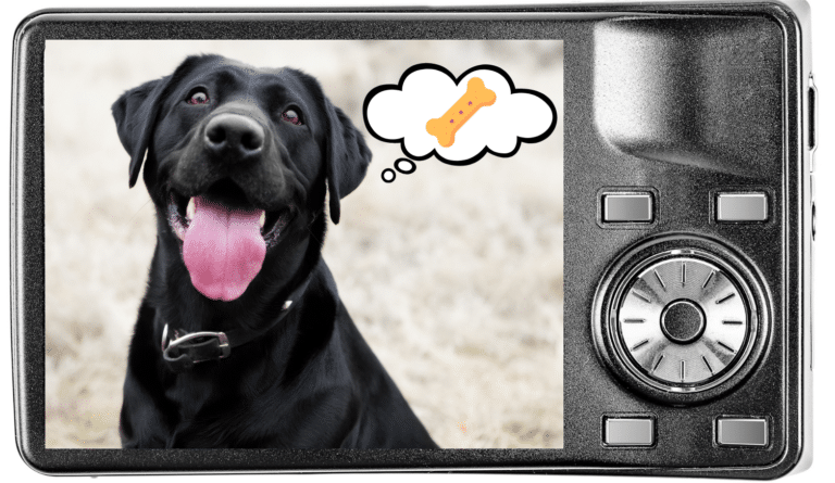 Using treats for attention showing a dog on a camera