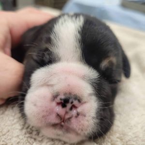 Close-up of a newborn puppy
