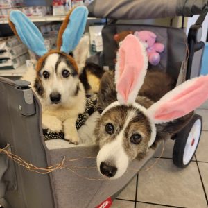 Two dogs with bunny ears costumes