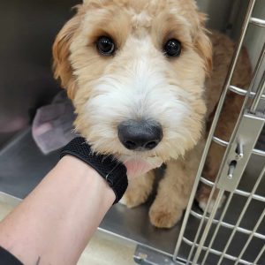 Cute puppy inside a kennel