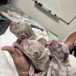 Newborn puppies resting on a blanket