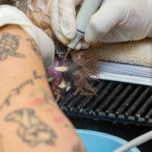 Close-up of a pet's treatment